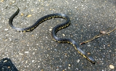 Lampropeltis nigra