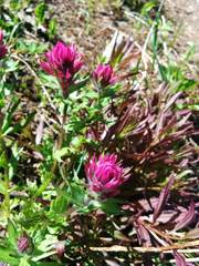 Castilleja parviflora olympica