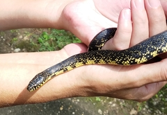 Lampropeltis nigra
