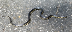 Lampropeltis nigra