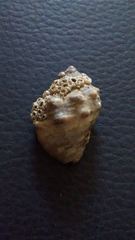 Stramonita biserialis