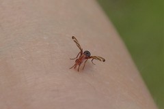 Tritoxa incurva