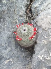 Mammillaria haageana