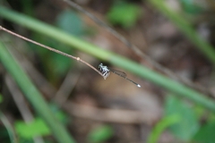 Platycnemididae