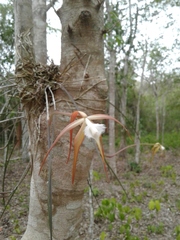 Brassavola cucullata