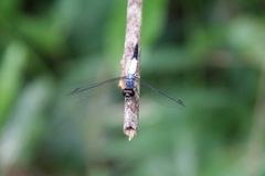 Brachydiplax