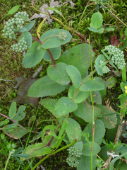 Hylotelephium maximum