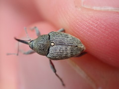 Curculio nucum