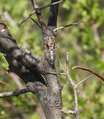 Diceroprocta eugraphica