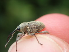 Curculio nucum