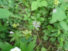Allium canadense canadense