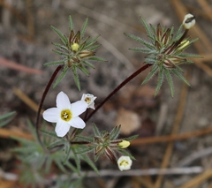 Leptosiphon breviculus