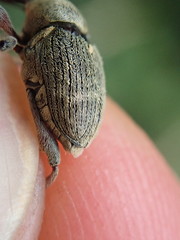 Curculio nucum