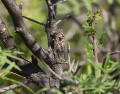 Diceroprocta eugraphica