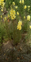 Linaria vulgaris