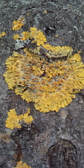 Xanthoria parietina