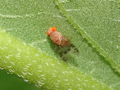 Pseudiastata nebulosa