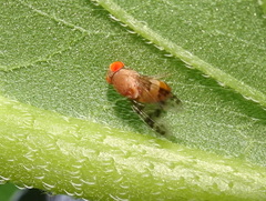 Pseudiastata nebulosa