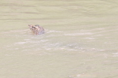 Varanus salvator macromaculatus