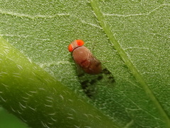 Pseudiastata nebulosa