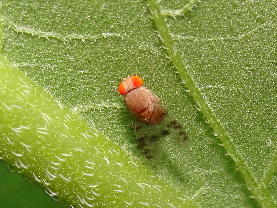 Pseudiastata nebulosa