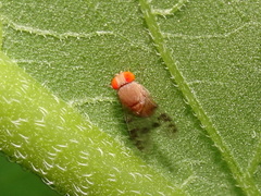 Pseudiastata nebulosa
