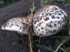 Chlorophyllum