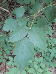 Toxicodendron radicans