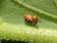 Pseudiastata nebulosa