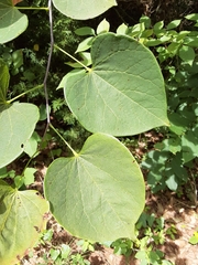 Cercis canadensis