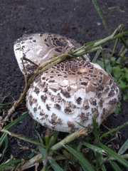 Chlorophyllum