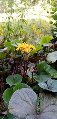 Ligularia