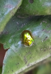 Charidotella succinea