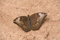 Euthalia monina