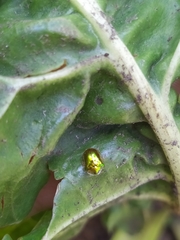 Charidotella succinea