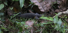 Varanus rudicollis