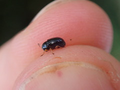 Cryptocephalus ocellatus