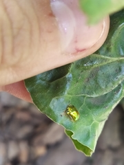 Charidotella succinea