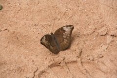Euthalia monina