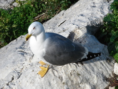 Larus michahellis