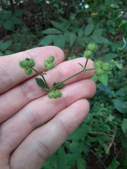 Sanicula canadensis