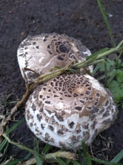 Chlorophyllum