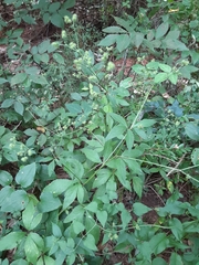 Sanicula canadensis