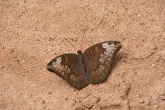 Euthalia monina