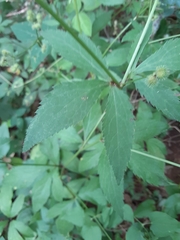 Sanicula canadensis