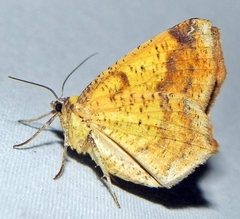 Antepione thisoaria