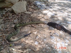 Crotalus totonacus