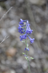 Delphinium fissum