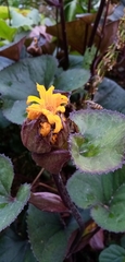 Ligularia