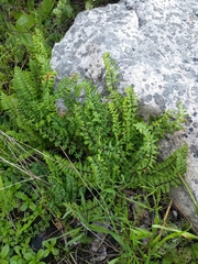 Cheilanthes hastata